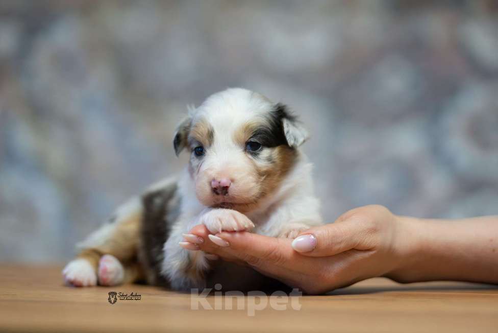 Собаки в Москве: Австралийская овчарка, щенок аусси Девочка, 150 000 руб. - фото 3