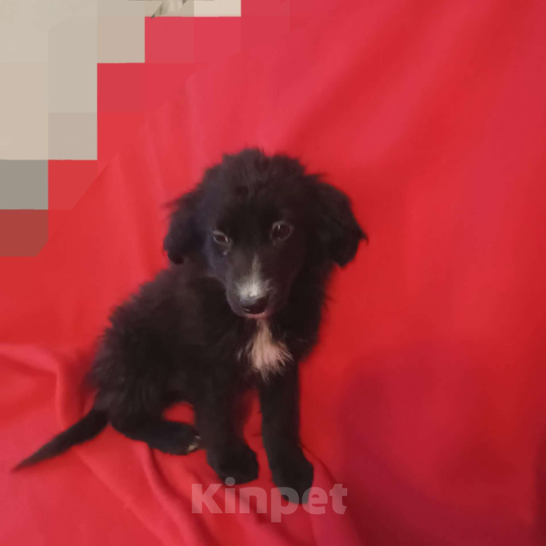 Собаки в Санкт-Петербурге: Щенок в добрые руки  Девочка, Бесплатно - фото 1