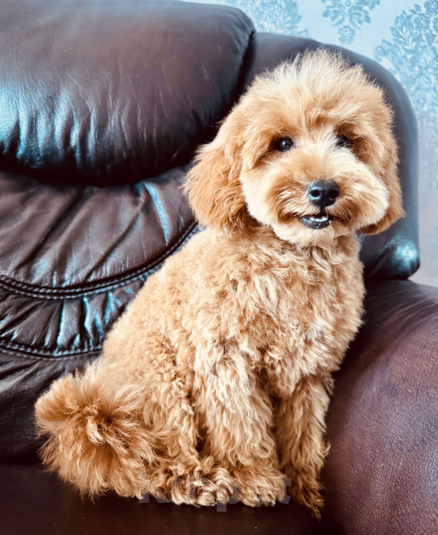 Собаки в Сочи: Той-пудель мальчик 5 месяцев Мальчик, 70 000 руб. - фото 3