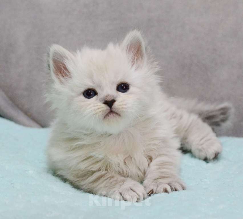 Кошки в Новочебоксарске: Сибирский котенок Невского окраса Девочка, 50 000 руб. - фото 3