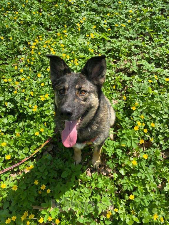 Собаки в Москве: Весёлая Мира Девочка, Бесплатно - фото 4