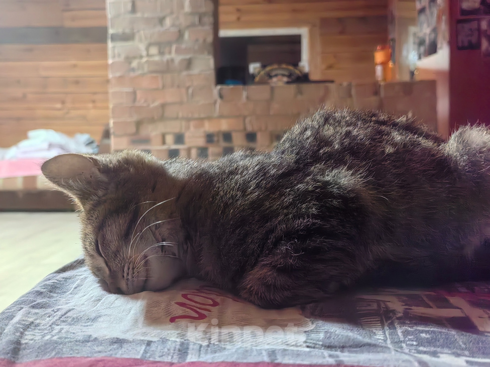 Кошки в других городах Бурятии: Отдаём в хорошие руки Мальчик, Бесплатно - фото 2