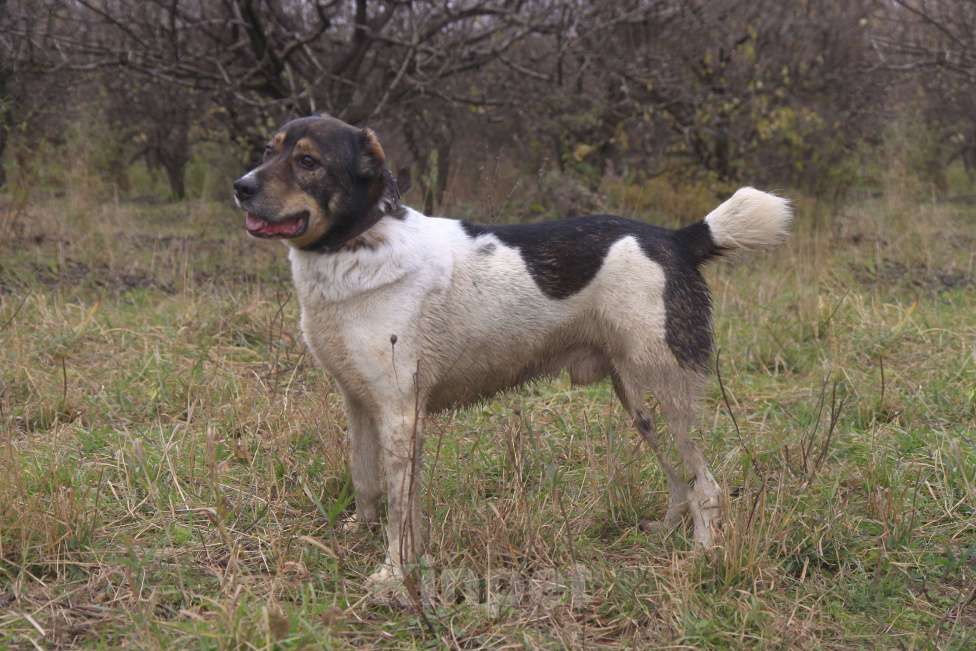 Собаки в Видном: Ра, 2 года Мальчик, Бесплатно - фото 4