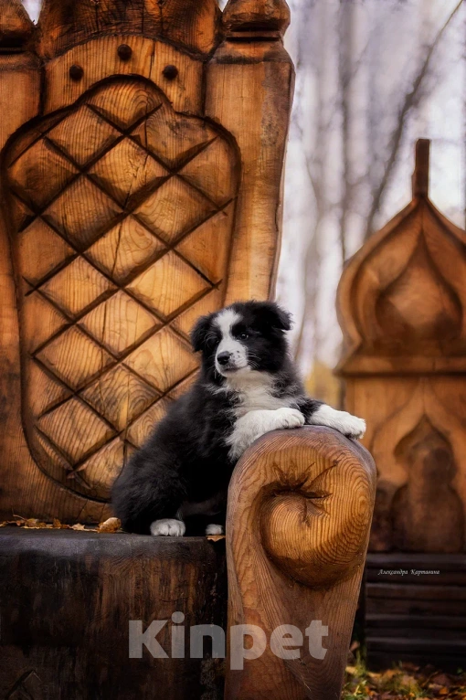 Собаки в Ярославле: Черный принц Мальчик, 80 000 руб. - фото 3