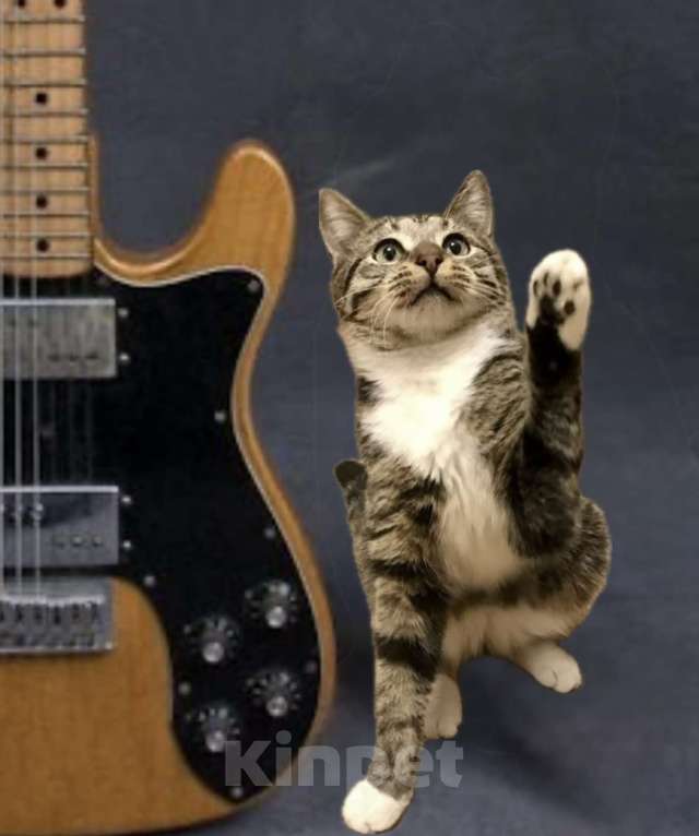 Кошки в Санкт-Петербурге: Котенок подросток Потап , стерилизован Мальчик, Бесплатно - фото 3