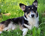 Собаки в Санкт-Петербурге: Черноголовый подрощенный Элвис Мальчик, 70 000 руб. - фото 7