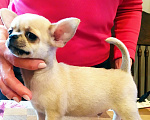 Собаки в Москве: супер мальчишка чихуахуа Мальчик, 50 000 руб. - фото 4