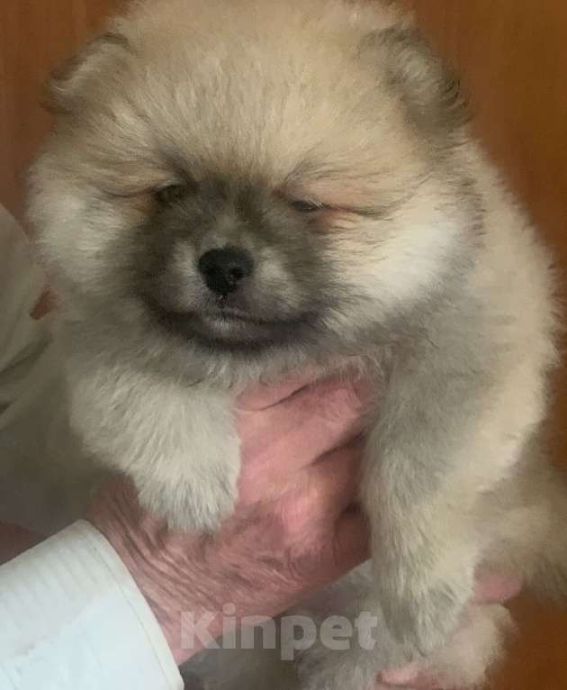 Собаки в Воронеже: Мальчик шпиц. Крем-соболь. Мальчик, 20 000 руб. - фото 2