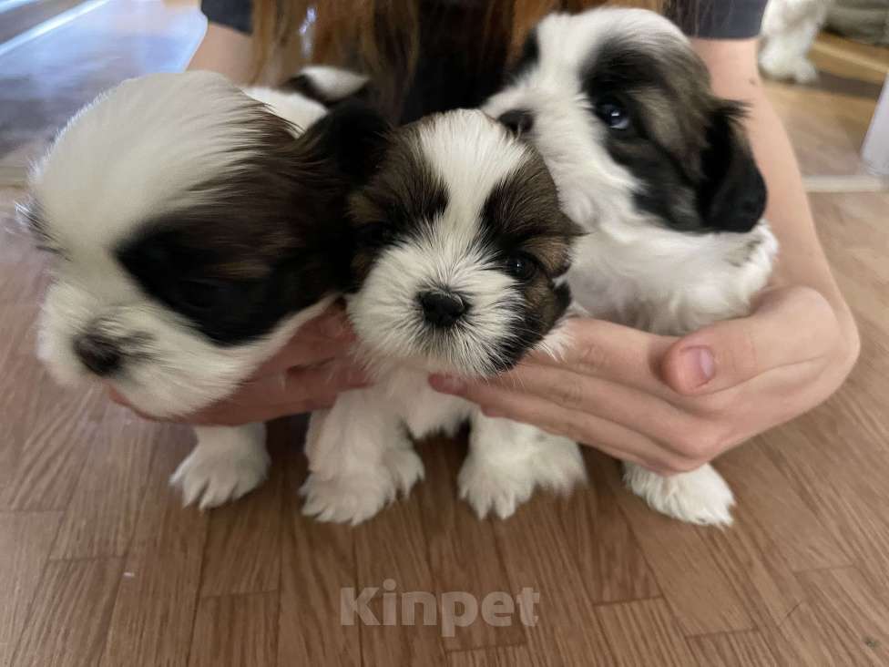 Собаки в Тольятти: Щенки ши-тцу Разнополые, 25 000 руб. - фото 3