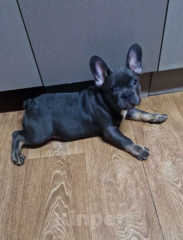 Собаки в других городах Московской области: Голубоподпалый красотун Мальчик, 45 000 руб. - фото 2