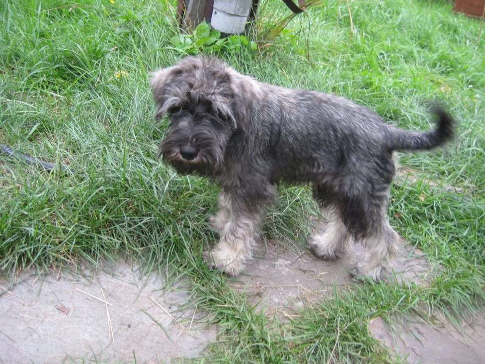 Собаки в Москве: Малыши цвергшнауцера перец с солью  Мальчик, 40 000 руб. - фото 10