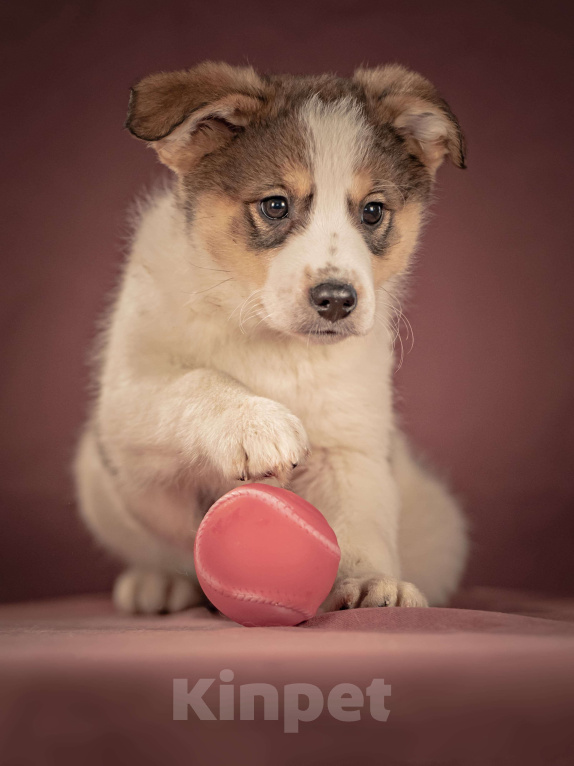 Собаки в Клине: Буэно — ласковый медвежонок с глазами-пуговками, который станет самым преданным и любимым питомцем Мальчик, Бесплатно - фото 8