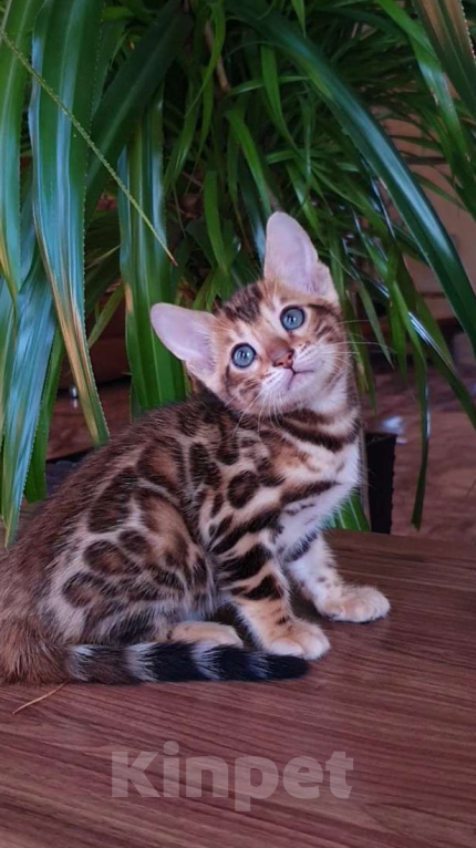 Кошки в Симферополе: Бенгальский мальчик Мальчик, 65 000 руб. - фото 1