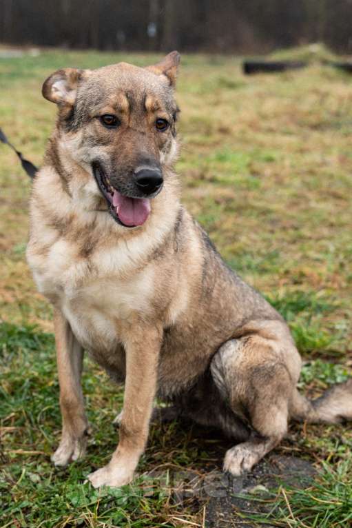 Собаки в Москве: Нежная скромная Дарина Девочка, Бесплатно - фото 5
