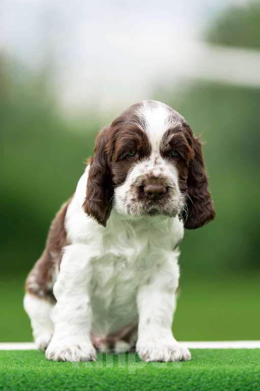 Собаки в Москве: Продам щенков  Английского спрингер спаниеля. Мальчик, 60 000 руб. - фото 4