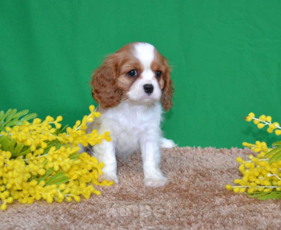 Собаки в Ореховом-Зуево: Леди Девочка, Бесплатно - фото 1