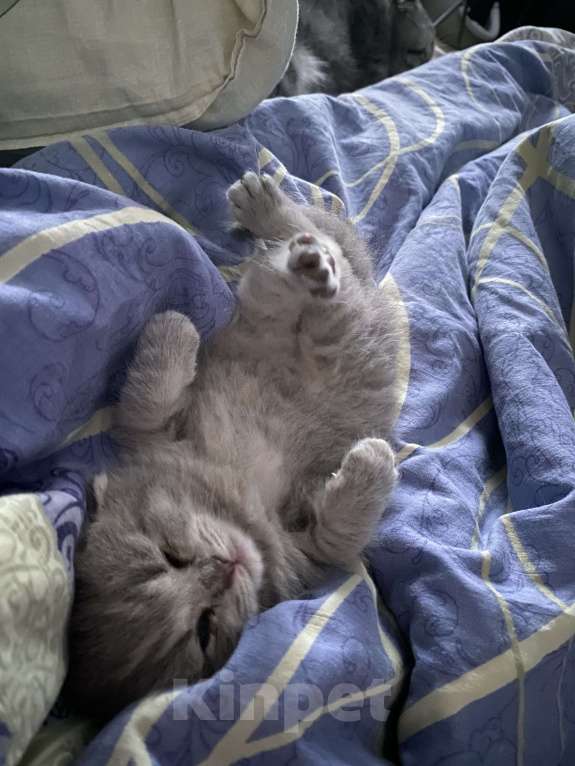 Кошки в Москве: Шотландский голубоглазый мальчик Мальчик, 15 000 руб. - фото 4