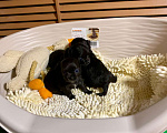 Собаки в Москве: Продаются щенки чихуахуа чёрного и рыжего окраса  Мальчик, 15 000 руб. - фото 3