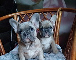 Собаки в Москве: Красивые девочки французский бульдог. Девочка, 65 000 руб. - фото 1