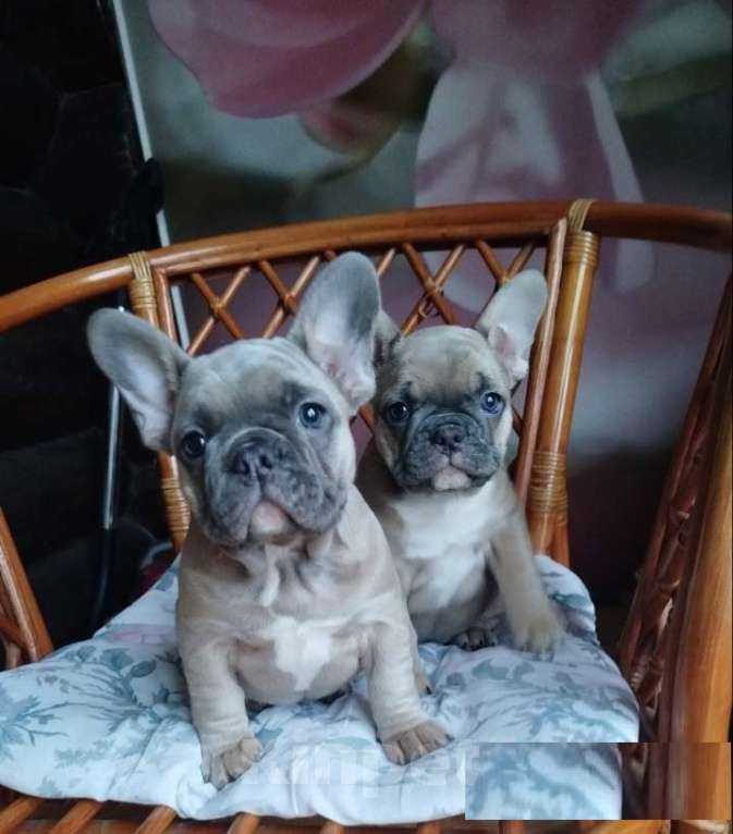 Собаки в Москве: Красивые девочки французский бульдог. Девочка, 65 000 руб. - фото 1