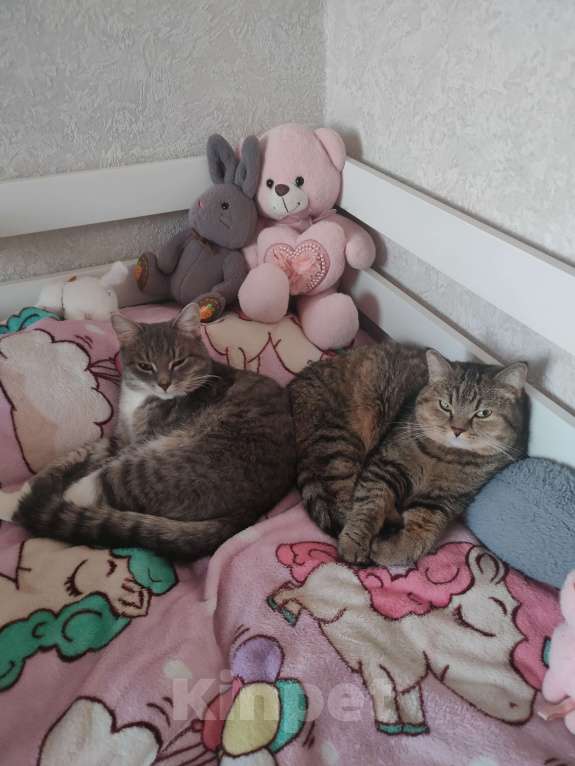 Кошки в Кирове: Отдам кота в добрые руки Мальчик, Бесплатно - фото 6