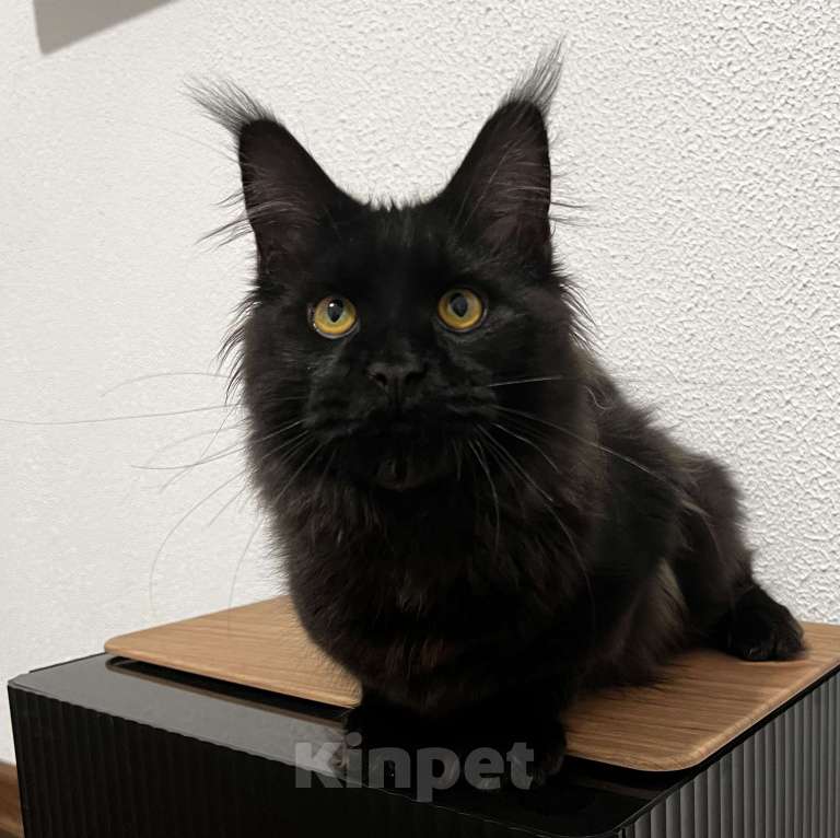 Кошки в Пятигорске: Питомник Affectionate miracle  Мальчик, Бесплатно - фото 4