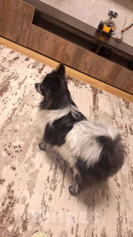 Собаки в Рязани: Немецкий шпиц (миниатюрный) Девочка, 15 000 руб. - фото 5