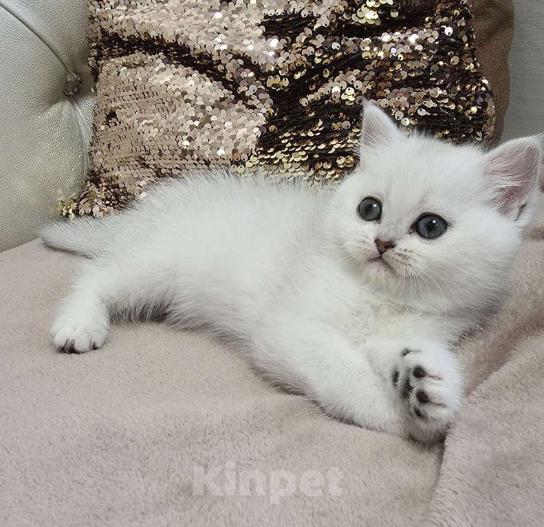 Кошки в Абакане: Предлагается котенок шотландская серебристая шиншилла (девочка) Девочка, Бесплатно - фото 1