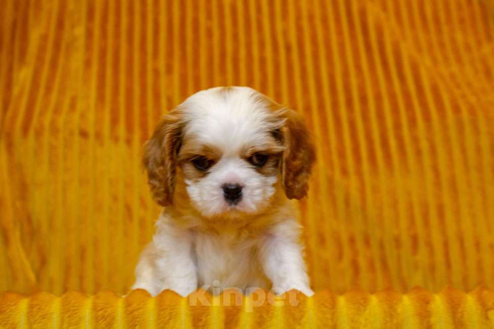 Собаки в Москве: Щенки Кавалер Кинг Чарльз спаниель  Мальчик, 60 000 руб. - фото 4