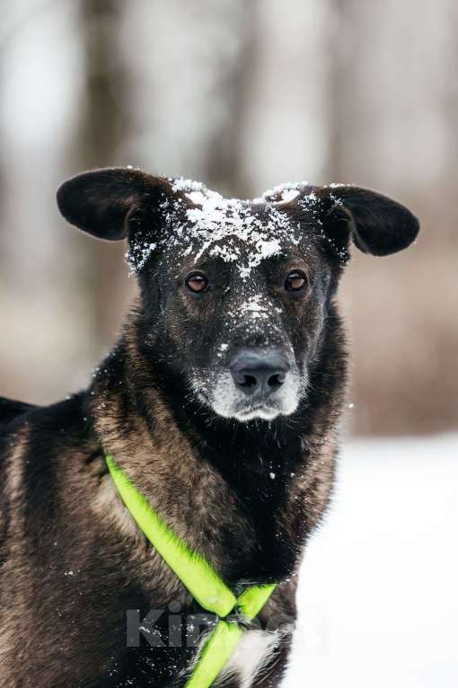 Собаки в Москве: Добрый Дали ищет дом Мальчик, Бесплатно - фото 1