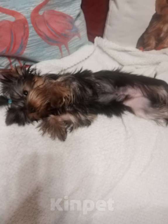 Собаки в Пензе: продаётся щенок Мальчик, 15 000 руб. - фото 4