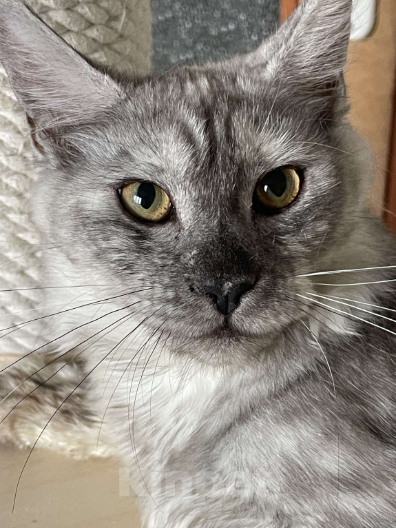 Кошки в Москве: ДЕВЧУШКА НА ВЫДАНЬЕ ИЗ ПИТОМНИКА Девочка, 60 000 руб. - фото 9