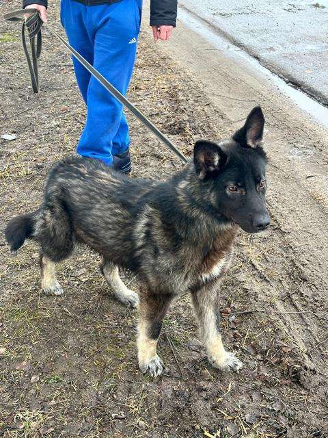 Собаки в Москве: Жизнерадостный пёс Мартин в добрые руки Мальчик, Бесплатно - фото 2