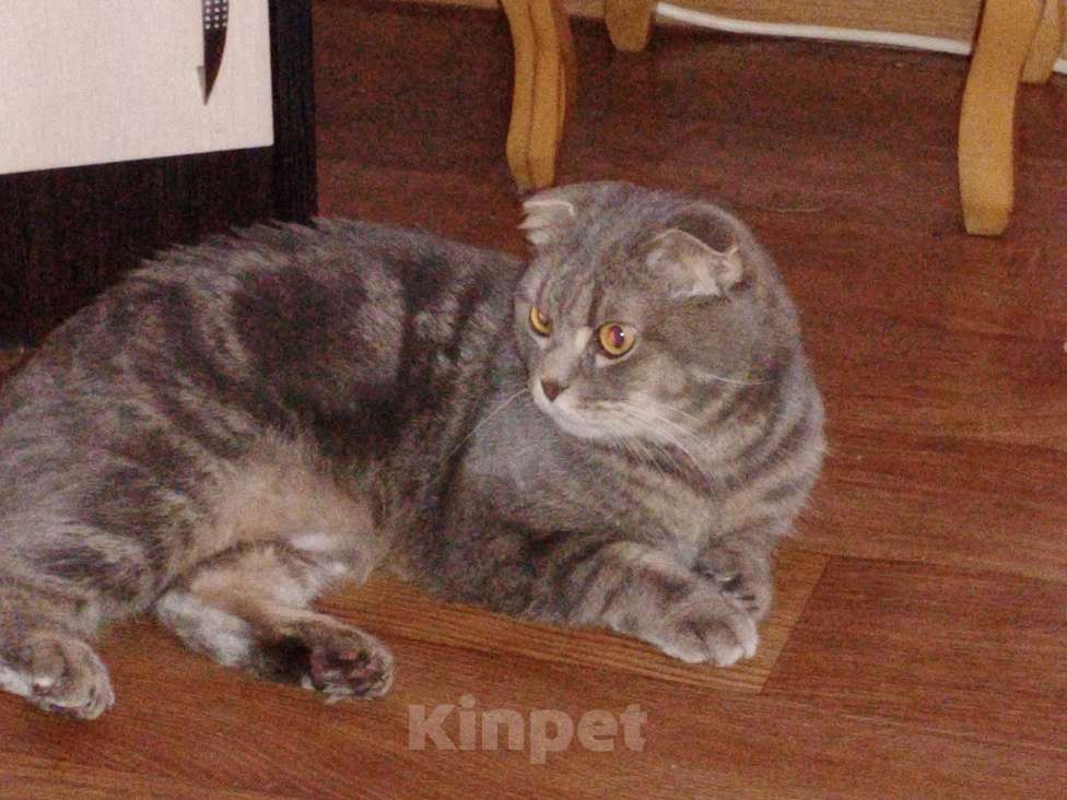 Кошки в Сочи: Котята метисы Мейн Куна с генами шотландской вислоухой кошки  Мальчик, 1 500 руб. - фото 4