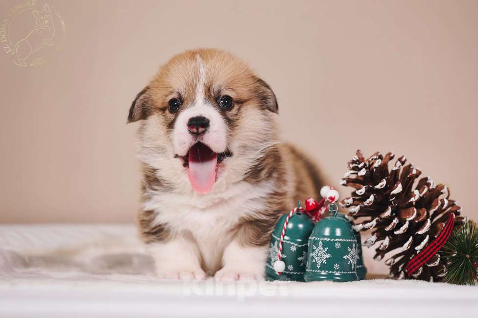 Собаки в Москве: Щенки вельш корги пемброк в поиске своих лучших семей. Мальчик, Бесплатно - фото 3