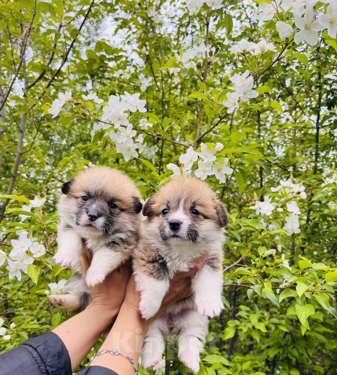 Собаки в Москве: Щенки Вельш Корги Пемброк  Девочка, 60 000 руб. - фото 3