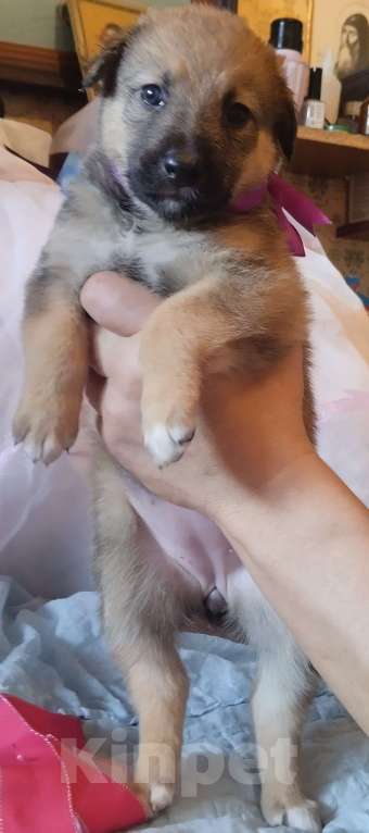 Собаки в Воронеже: Представляютса вам. Отличные щенки ! Аляскинский маламут . мальчики и девочки . по цене 5000. Р. Мальчик, 5 000 руб. - фото 9