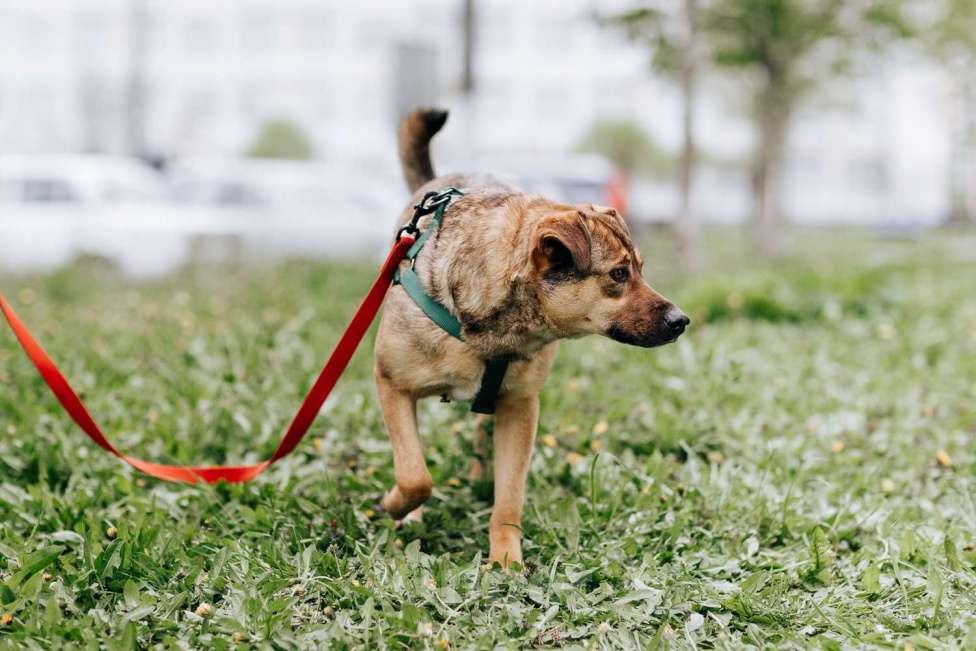 Собаки в Москве: Кира Девочка, Бесплатно - фото 4
