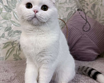 Кошки в Москве: Шотландский котик Мальчик, 21 000 руб. - фото 2