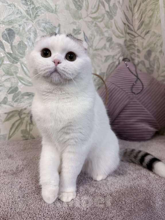 Кошки в Москве: Шотландский котик Мальчик, 21 000 руб. - фото 2