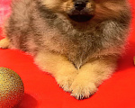 Собаки в Лобне: Померанский шпиц мальчик Мальчик, 25 000 руб. - фото 8