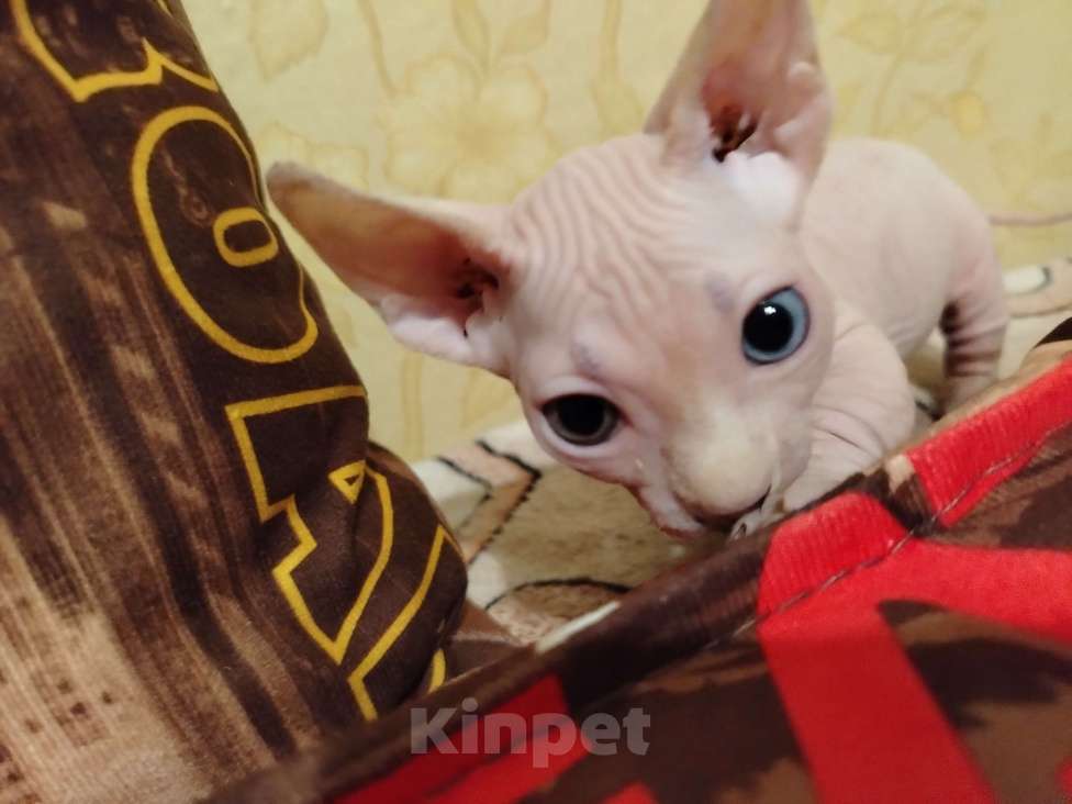 Кошки в Озерах: Продажа котят породы двельф Мальчик, 35 000 руб. - фото 7