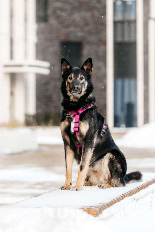 Собаки в Москве: Муза в поисках родственной души Девочка, Бесплатно - фото 2
