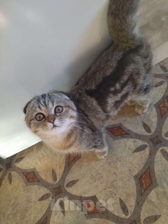 Кошки в Иваново: Пропал любимый кот  Мальчик, 5 000 руб. - фото 4