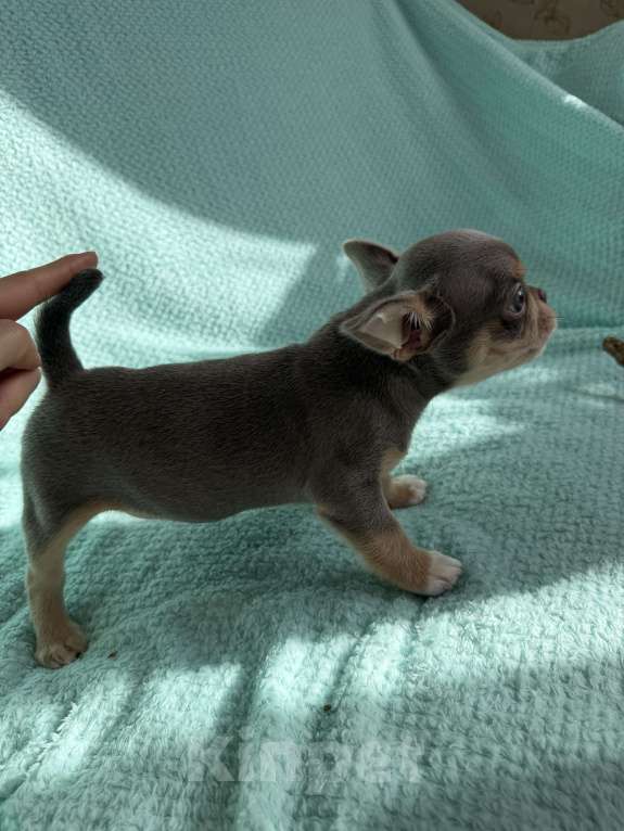 Собаки в Ижевске: Щенок чихуахуа Мальчик, 80 000 руб. - фото 5
