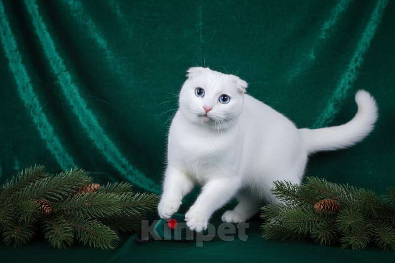 Кошки в Москве: Белая, вислоухая, голубоглазая кошка в дар Девочка, Бесплатно - фото 1