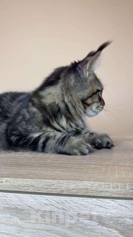 Кошки в Москве: Кошка МСО n22 Девочка, 70 000 руб. - фото 3