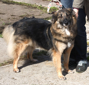 Небольшая, ласковая, пушистенькая Люся очень ждет тебя- родной человек!