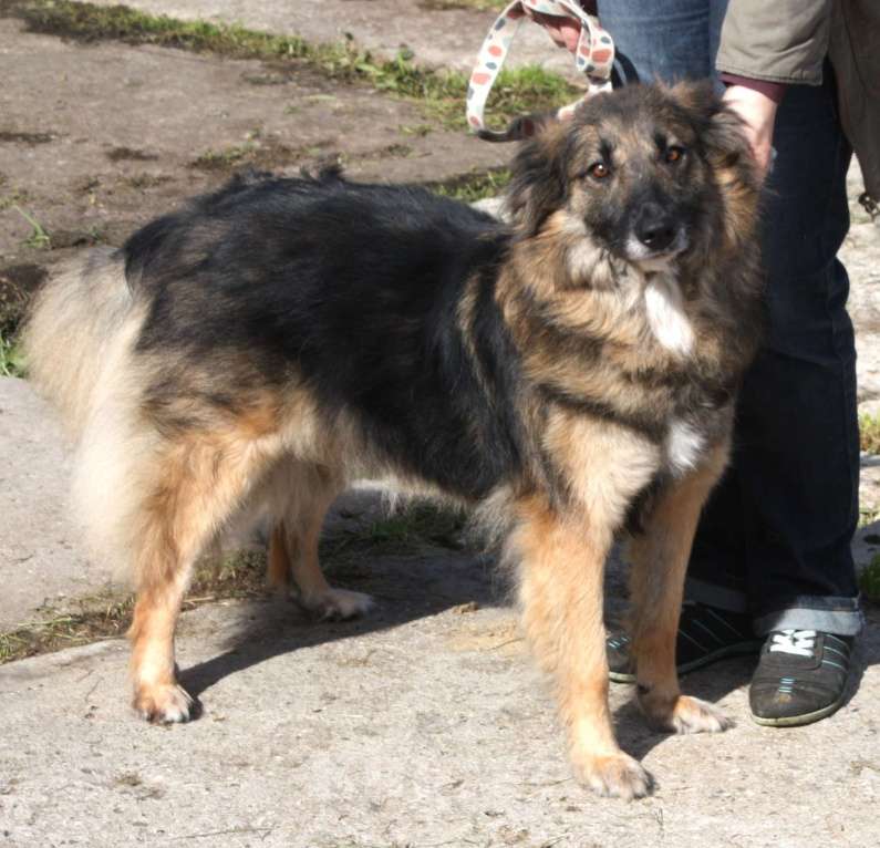 Собаки в Москве: Небольшая, ласковая, пушистенькая Люся очень ждет тебя- родной человек! Девочка, Бесплатно - фото 1