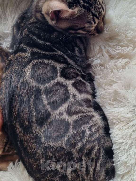 Кошки в Кемерово: Бенгальские котята с документами Мальчик, 50 000 руб. - фото 8